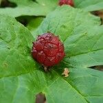 Hydrastis canadensis Fruit