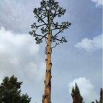 Agave americana花