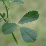 Medicago falcata Folla