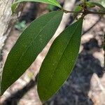 Notelaea longifolia Levél