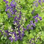 Baptisia australis Fiore