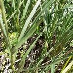 Lomelosia graminifolia Likasa