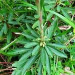 Euphorbia amygdaloides Leaf