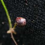 Marsilea minuta Habit