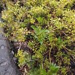 Rubia fruticosa Hábito