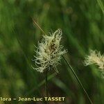 Carex disticha 花