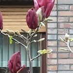 Magnolia liliiflora Virág