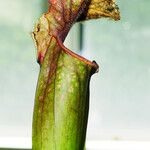 Sarracenia purpurea 葉