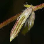 Oxytropis deflexa Floare