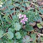 Erodium cicutarium Habit