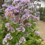 Aster tataricus Blomma