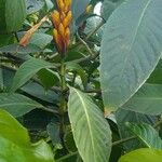 Sanchezia nobilis Folha