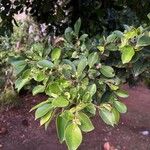 Psidium cattleyanum整株植物