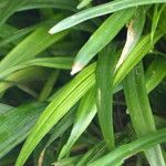 Liriope spicata Leaf