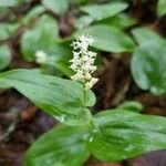 Maianthemum canadense Flower