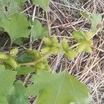 Xanthium orientale Leaf