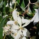 Clematis armandi Flor