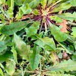 Taraxacum pyropappum 葉