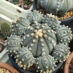 Astrophytum asterias Leaf