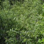 Salix sericea Hábito