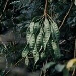 Parkia biglobosa ഫലം