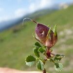 Ononis striata Fruit