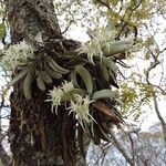 Cyrtorchis crassifolia Hábito