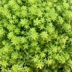 Sedum japonicum Hoja