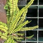 Asplenium adulterinum Leaf