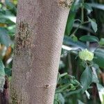 Guazuma ulmifolia Bark