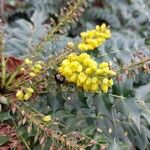 Berberis japonicaFlower