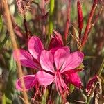 Oenothera lindheimeri