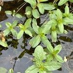 Epilobium tetragonumبرگ