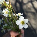 Saxifraga fragosoi Flor