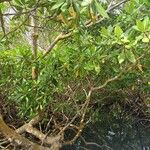 Rhizophora racemosa Лист