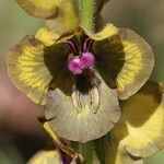 Verbascum bugulifolium Floro