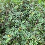 Senna occidentalis Лист