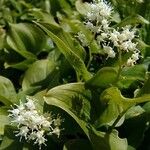 Maianthemum bifolium Облик