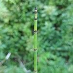 Equisetum hyemale葉