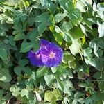 Ipomoea indicaЦвят