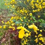 Cytisus scoparius Flower