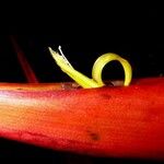 Heliconia sarapiquensis Lubje