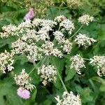 Heracleum sphondylium花