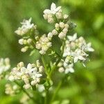 Galium rubioides Кветка