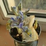 Iris reticulata Virág