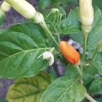 Capsicum annuumΛουλούδι