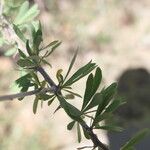 Lycium bosciifolium Leaf