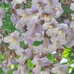 Paulownia tomentosa Цветок