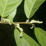 Trophis racemosa Feuille