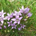 Gentianella ramosa Floare